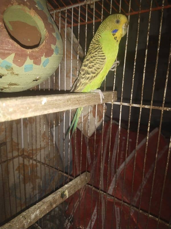 Budgie 7