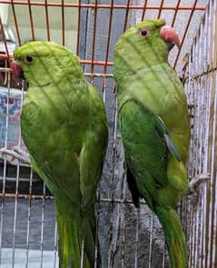 Green Parrot Urgent Sale