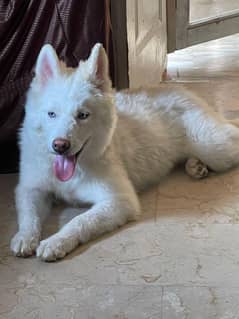 White husky wooly coat  for sale