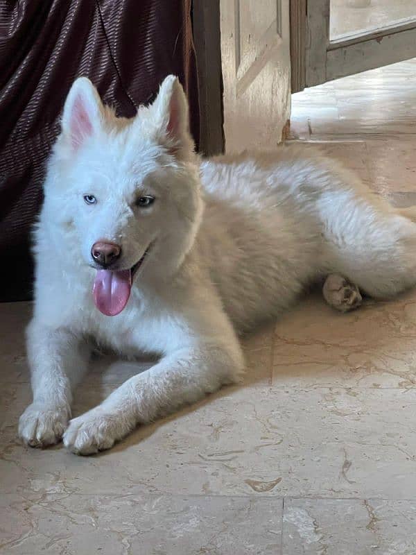 White husky wooly coat  for sale 0