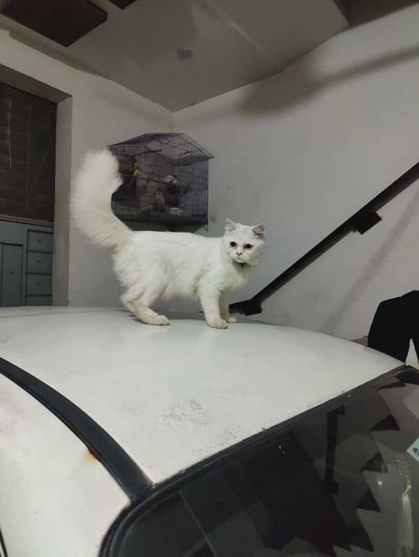 Persian cat double colour eyes for sale 1