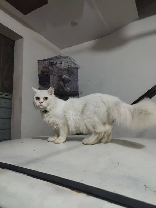 Persian cat double colour eyes for sale 3