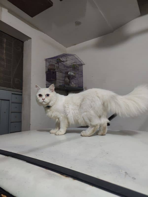 Persian cat double colour eyes for sale 4