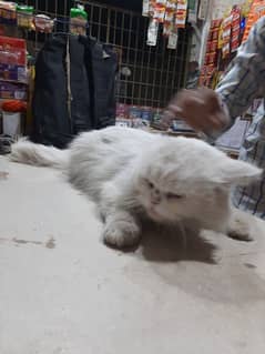 cat persian pair punch face