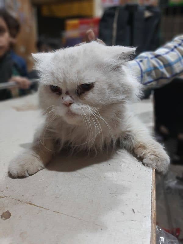 cat persian pair punch face 1