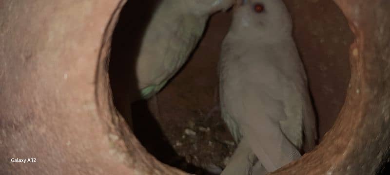 2 pair budgie red eye 0