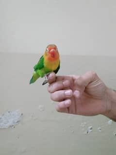 love bird