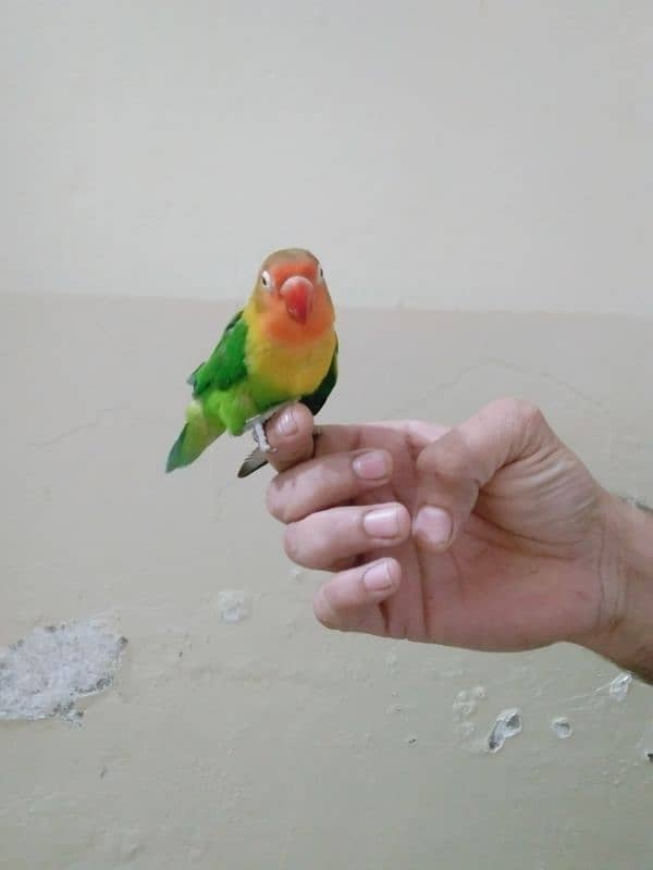 love bird 0