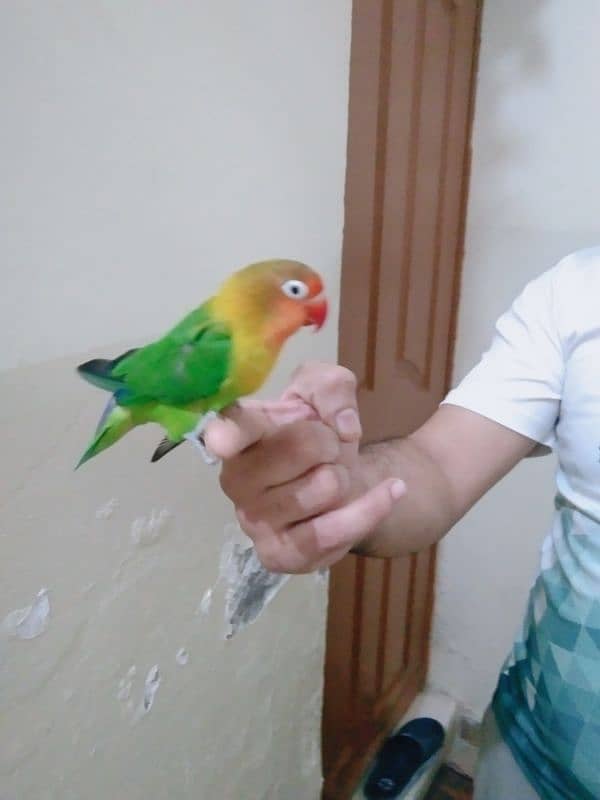 love bird 2