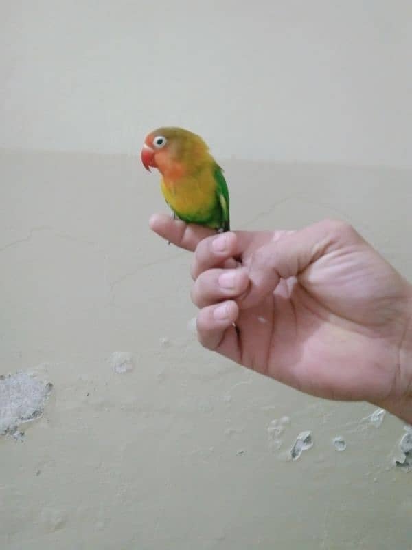 love bird 3