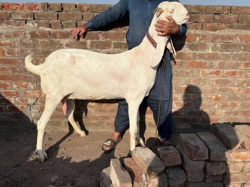 Rajanpuri Pure Bakri  0/3/1/5/4/2/5/1/6/5/1 10