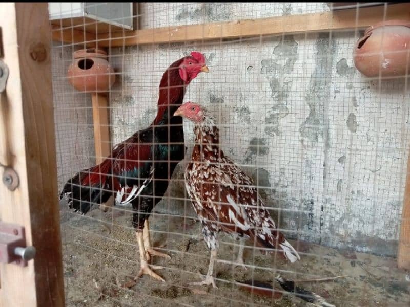 Aseel pair for sale 0