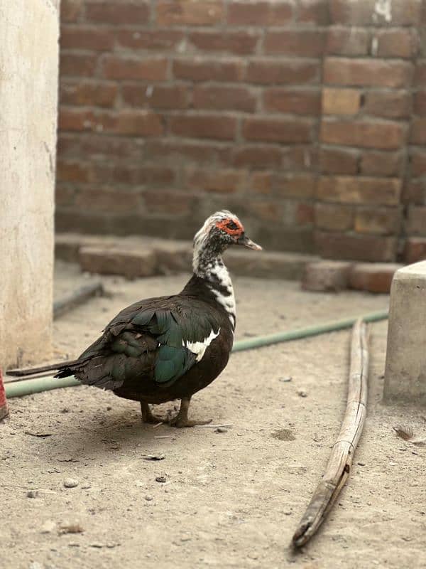 muscovy pair 1