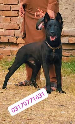 black Shepherd double coat male 5 mahine for sale