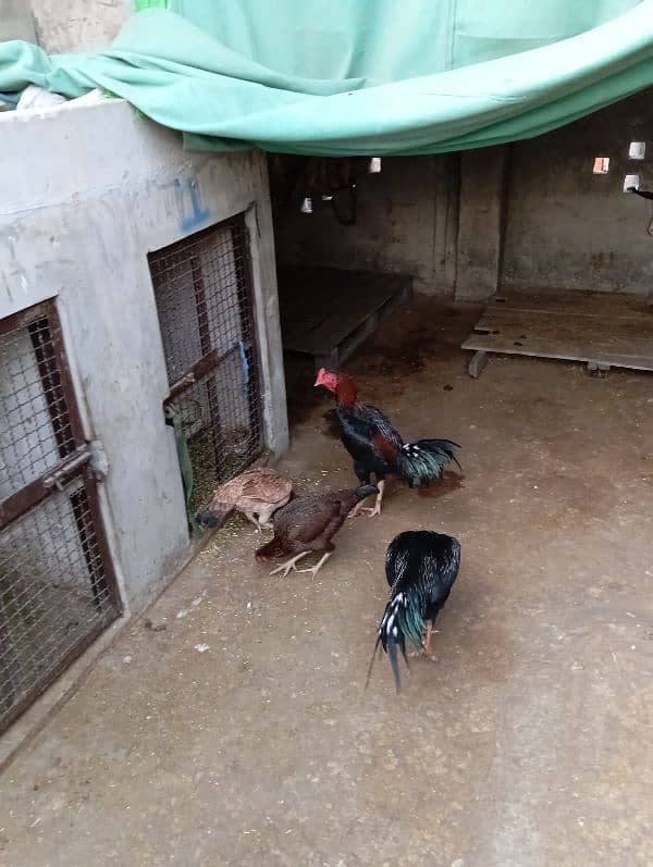 shamo cross aseel pair for sale 0