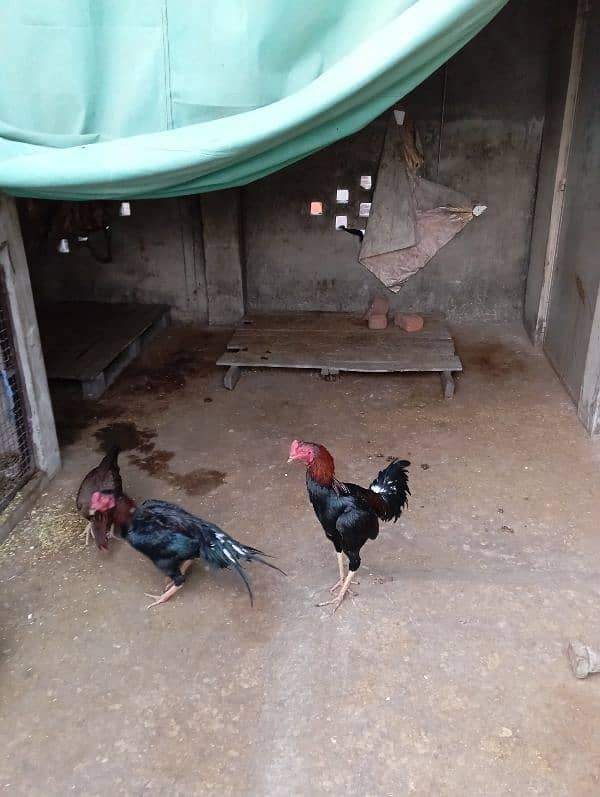 shamo cross aseel pair for sale 1