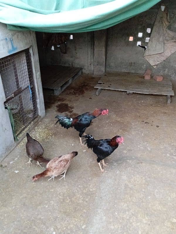 shamo cross aseel pair for sale 2