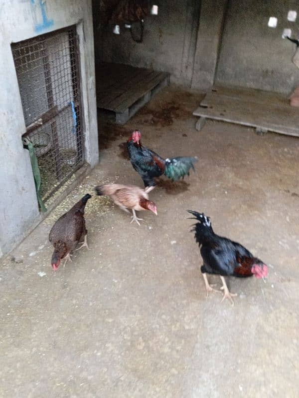 shamo cross aseel pair for sale 3