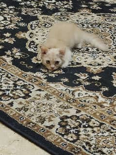 Persian kitten double coated