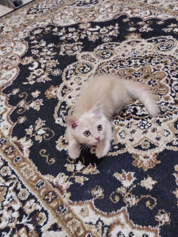 Persian kitten double coated 1