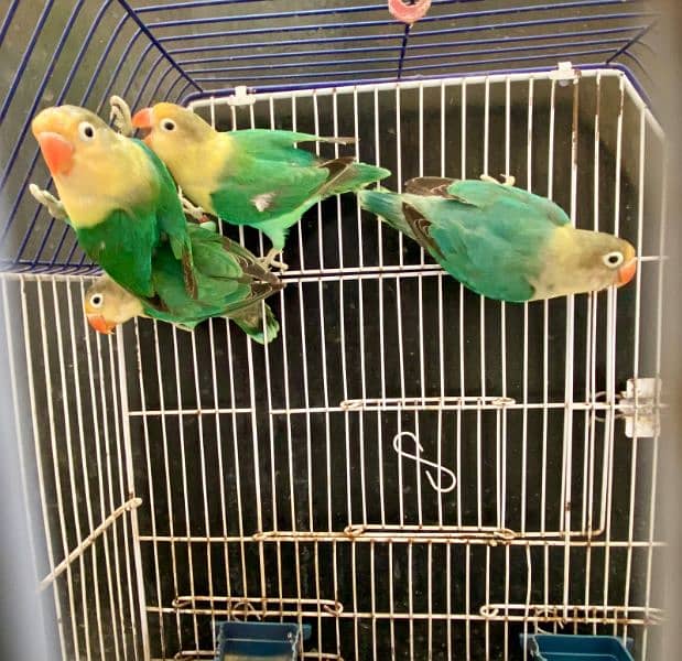 Love birds/Fishers for sell 3