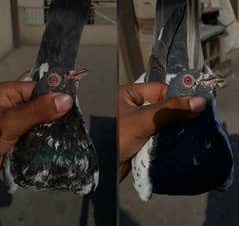 pigeon pure kamagar pair ?