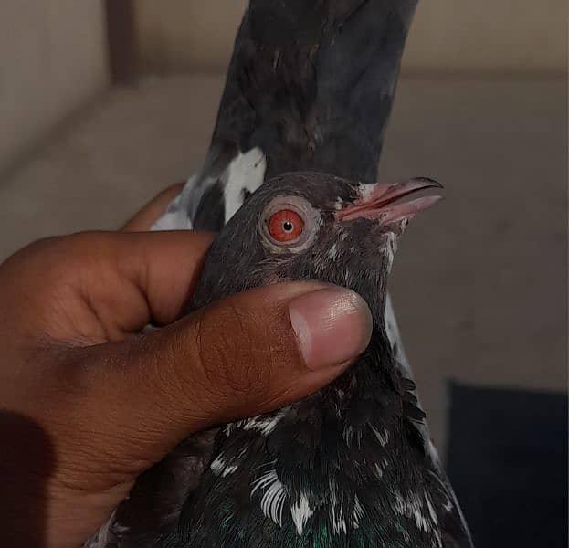 pigeon pure kamagar pair ? 1