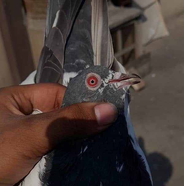 pigeon pure kamagar pair ? 2