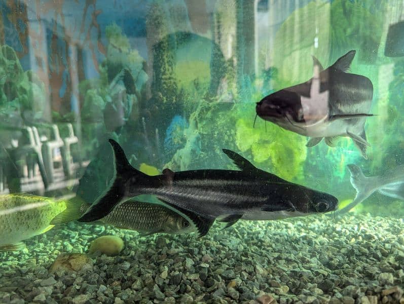 Aquarium With Fishes. 15