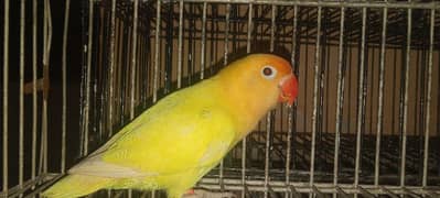 DECINO OPLINE FEMALE JUMBO SIZE . .