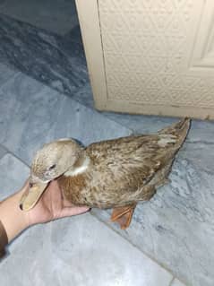 duck for sale