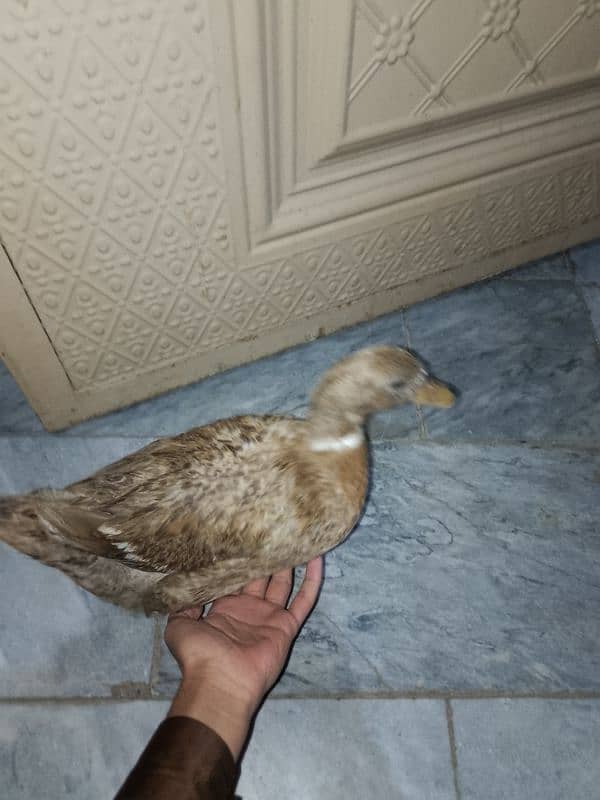 duck for sale 1