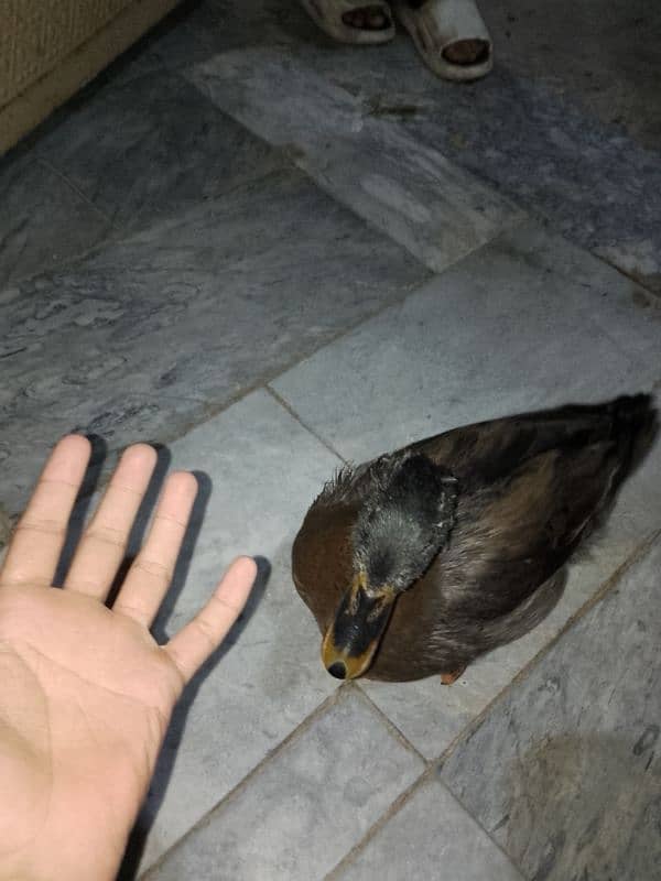 duck for sale 2