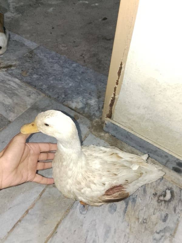 duck for sale 3