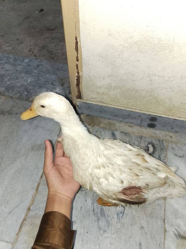 duck for sale 4