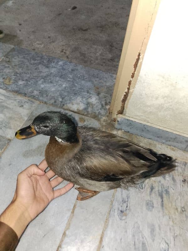 duck for sale 5