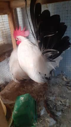 fancy hens pair for sale