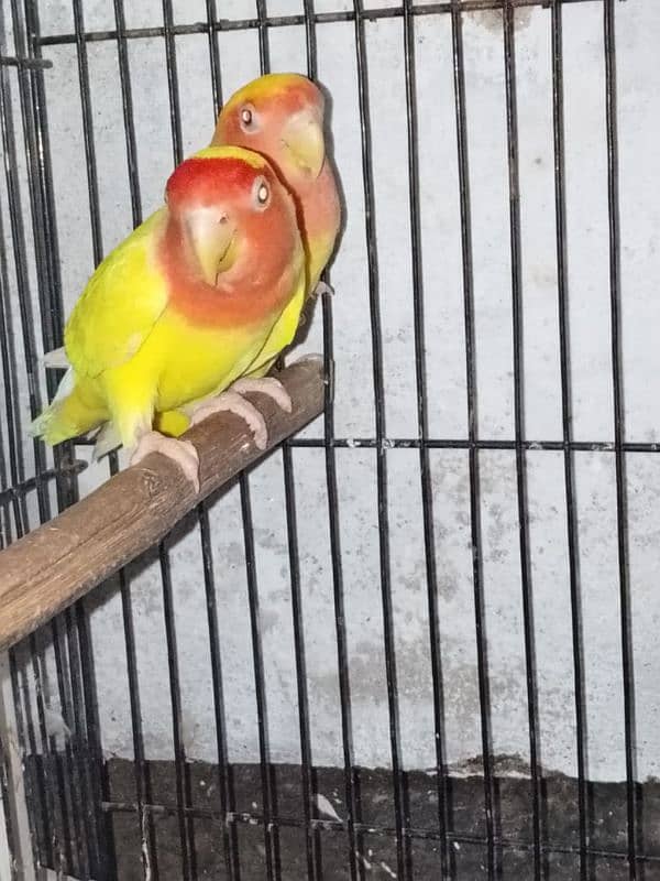 lutino lovebirds 1