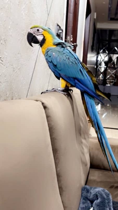 blue gold macaw 0