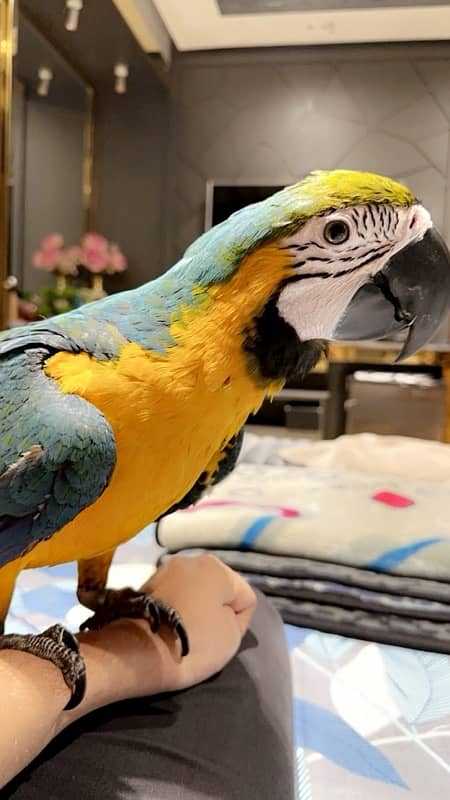 blue gold macaw 1