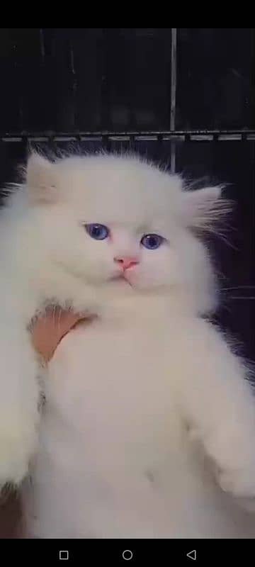 Persian cat for sale only WhatsApp number0327=4272440 0