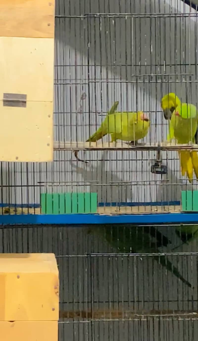 ringneck breeder pair 0