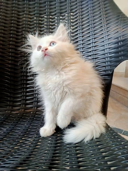 White Persian kitten 0