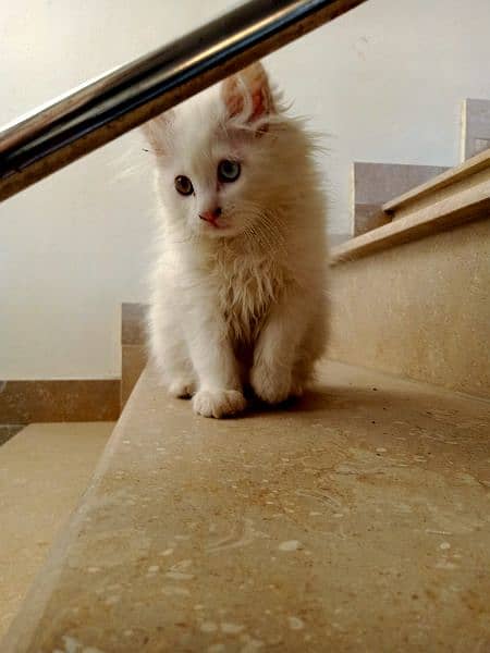 White Persian kitten 1