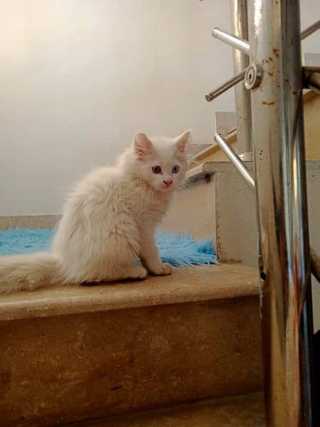 White Persian kitten 3