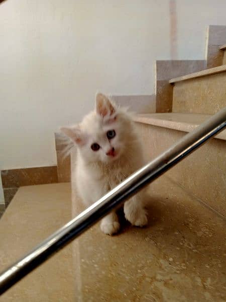 White Persian kitten 4