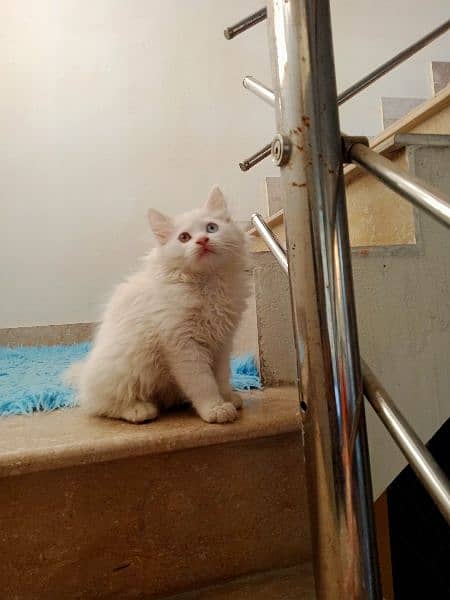 White Persian kitten 5