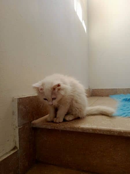 White Persian kitten 6