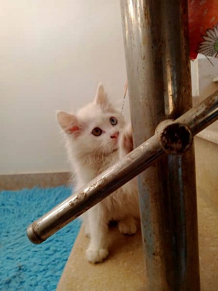 White Persian kitten 8