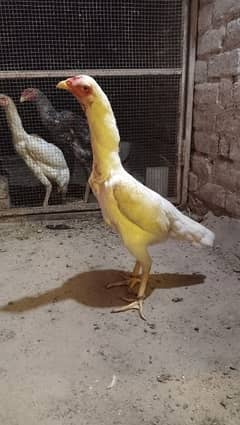 white shamo female